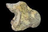 Fossil Mosasaur (Platecarpus) Cervical Vertebra - Kansas #136495-1
